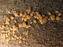 Dacrymyces minor
