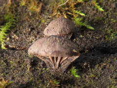 Resupinatus trichotis