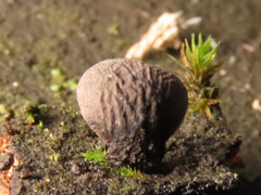 Resupinatus trichotis