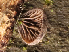 Resupinatus trichotis