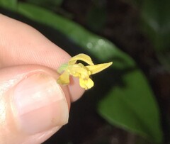 Mason Brock, CC0, iNaturalist via GBIF Calanthe mannii, photograph Mason Brock, CC0, iNaturalist via GBIF