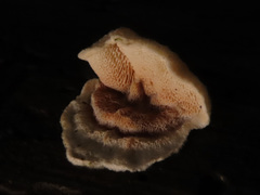 Skeletocutis carneogrisea
