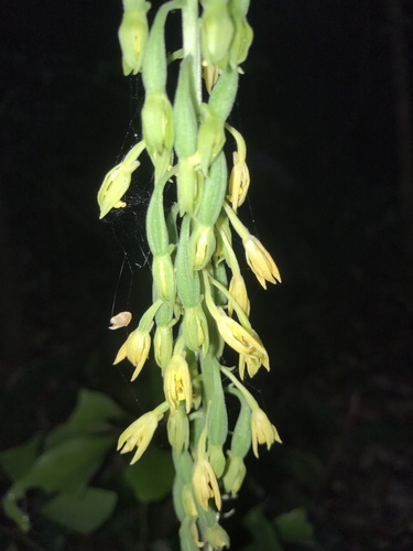 Calanthe mannii, photograph 3