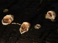 Skeletocutis carneogrisea