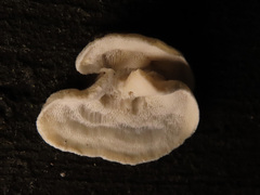 Skeletocutis carneogrisea