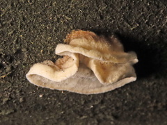 Skeletocutis carneogrisea