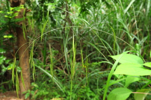 Bromus remotiflorus iNat (2)