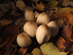 Coprinopsis acuminata