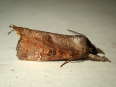 Clostera bramah