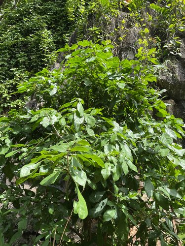 Cola clavata