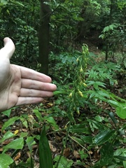 Mason Brock, CC0, iNaturalist via GBIF Calanthe mannii, photograph Mason Brock, CC0, iNaturalist via GBIF