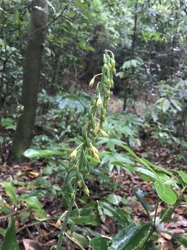Calanthe mannii, photograph 6