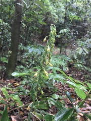 Calanthe mannii, photograph Mason Brock, CC0, iNaturalist via GBIF