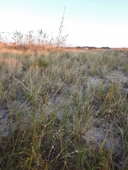 Sporobolus rigidus magnus