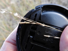 Sporobolus rigidus magnus