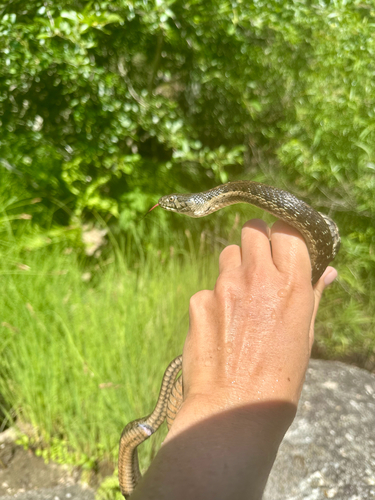 iNaturalist observation photo of Sierra Garter Snake