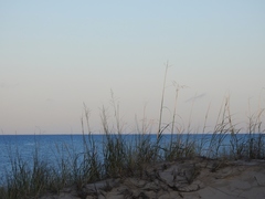 Sporobolus rigidus magnus