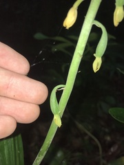 Mason Brock, CC0, iNaturalist via GBIF Calanthe mannii, photograph Mason Brock, CC0, iNaturalist via GBIF