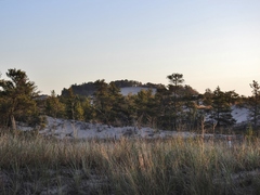 Sporobolus rigidus magnus