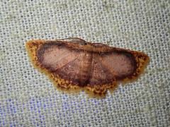 Chrysocraspeda comptaria