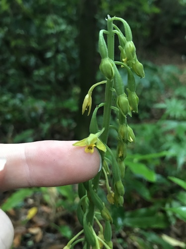 Calanthe mannii iNat (1)