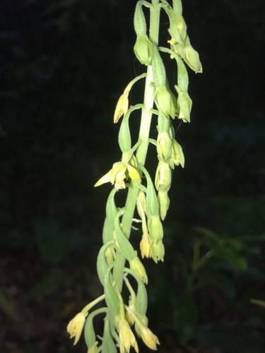 Calanthe mannii, photograph 2