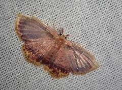 Chrysocraspeda comptaria