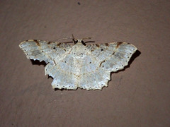 Calletaera subexpressa