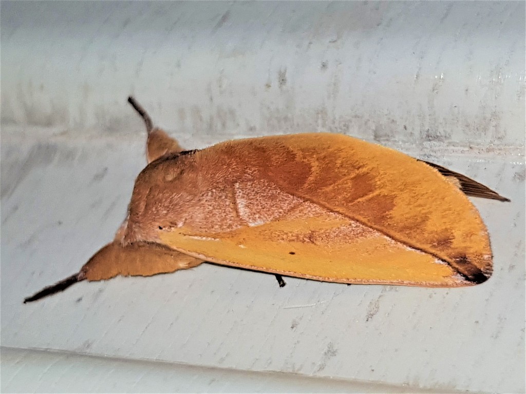 Hemiceras