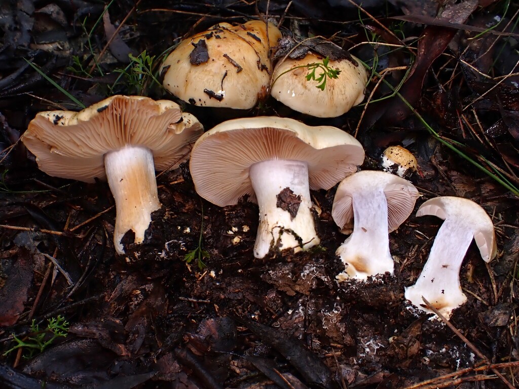 Phlegmacium coelopus