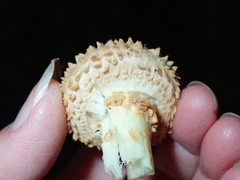 Pholiota squarrosa