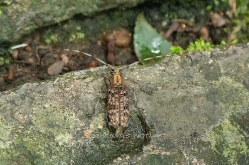 Monochamus alternatus
