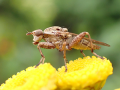 Salticella fasciata