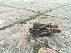 Locusta migratoria cinerascens