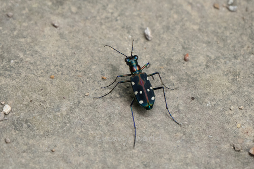 Cosmodela separata