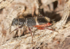 Lemidia accincta