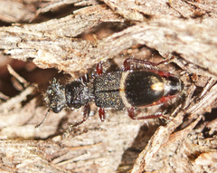 Lemidia accincta