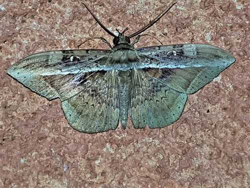 Hemeroblemma opigena