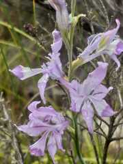 Gladiolus permeabilis