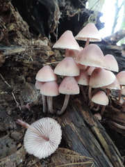 Mycena