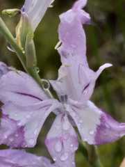 Gladiolus permeabilis