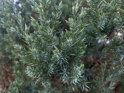 Juniperus squamata iNat (3)