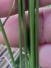 Gladiolus permeabilis