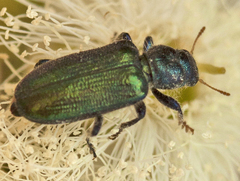 Clerinae
