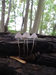Mycena
