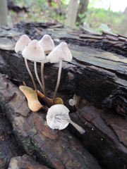 Mycena