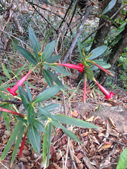 Augusta longifolia