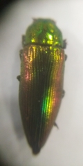 Eurythyrea aurata