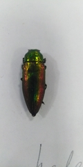 Eurythyrea aurata