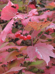 Viburnum opulus